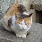くらり音子